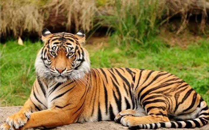 2023 में राष्ट्रीय बाघ संरक्षण प्राधिकरण की उपलब्धियां