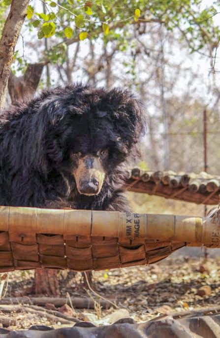 भारत के सबसे बुजुर्ग स्लॉथ भालू 'बबलू' का भोपाल चिड़ियाघर में निधन हो गया।