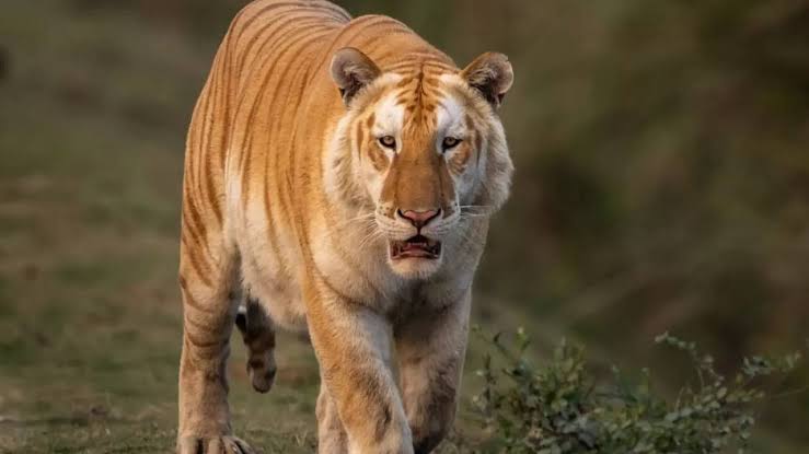 काजीरंगा राष्ट्रीय उद्यान में पाया गया दुर्लभ गोल्डन टाइगर